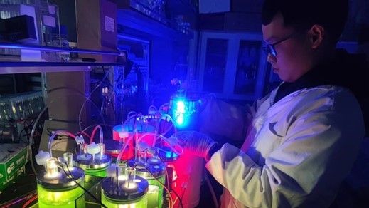 Smart Light Strategies Boost Microalgae Efficiency in Aquaculture Wastewater Management