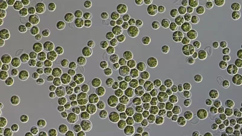 Chlorella sorokiniana